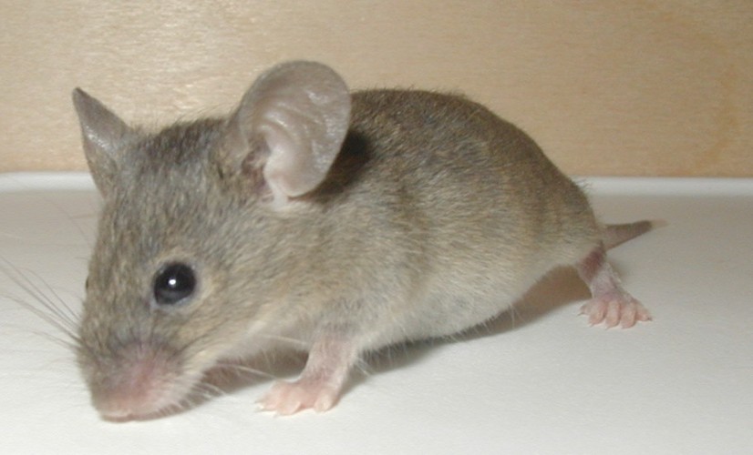 Mice!!!